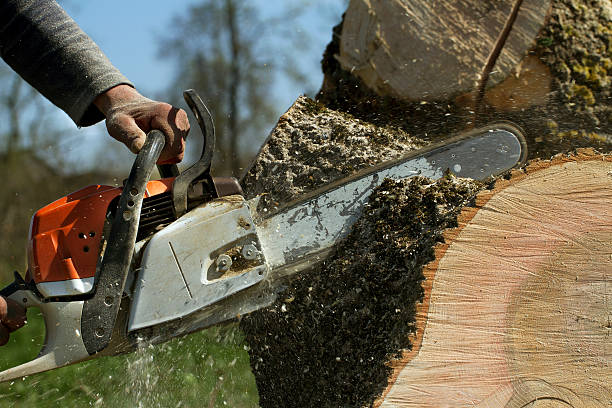 Best Stump Grinding Near Me  in Spry, PA